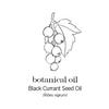 BLACK_SEED_OIL